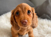 Long haired miniature dachshund