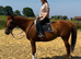 15.3hh Irish gelding
