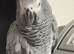 African Grey with Cage | Very Talkative