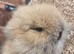 Cute double maned lionheads