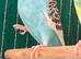 Pair of Beautiful young budgies available