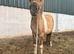 Shetland x gelding