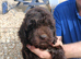 Cockapoo F1 last two weeks girls!!! .
