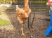 Malay hen
