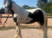 Cob colt