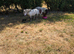 Shetland gelding