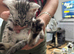 Savannah kittens for sale