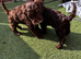 Cockapoo puppies