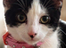 17 weeks kitten for sale