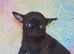EXTENSIVELY HEALTH TESTED KC REG CHIHUAHUAS