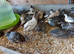 Chinese painted quail