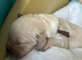Goldador/ golden retriever champion x labrador show line fci