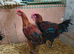 Cockerels various age and breeds