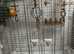 Vision cage
