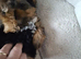 Male yorkie pups