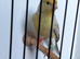 1 yellow saternet