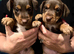 Parsons Russell Terrier Puppies for sale