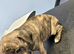 American bull staffy pups