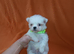Korean maltese