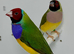 Beautiful pair of red head Gouldian finches