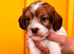Toy Cavapoo x JackTzu