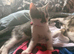 Kitten 9 weeks