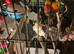 Male cockatiel needs loving home