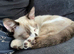 Cat for good home only