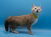 Last Available Snow Lynx Marble Bengal Kitten &ndash; Ready to Leave Now!