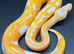 Dreamsicle ball/royal python hatchling