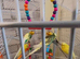 3 budgies for sale