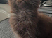 Maine coon mix
