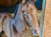 Top Middleweight Partbred ID Hunter Foal