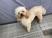 Apricot stud dog