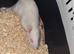 Gorgeous baby Rats ready from 1st September