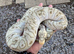 2024 Male Pastel Mojave GHI Clown