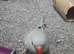 Indian ringneck female