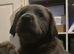 Weimaraner cross lab