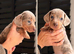 Beautiful Miniature Dachshund Puppies – Ready to View