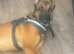 Forever home needed