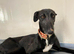Urgent rehoming - Rey