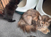 Half ragdoll kittens