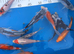 High grade koi carp 6-8inches £15-£25