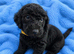 Labradoodle F1B Health clear pups