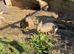 Patagonian Mara’s boy and girl