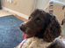 Male sprocker puppy