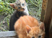 Beautiful kittens