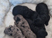 Miniature poodle pups