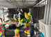Lots of different coloured budgies for sale