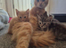 Maine coon x kitten